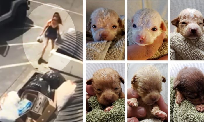 Une femme jette 7 chiots nouveau-nés à la poubelle, son avocate la défend: «Les chiots ne sont pas des humains»