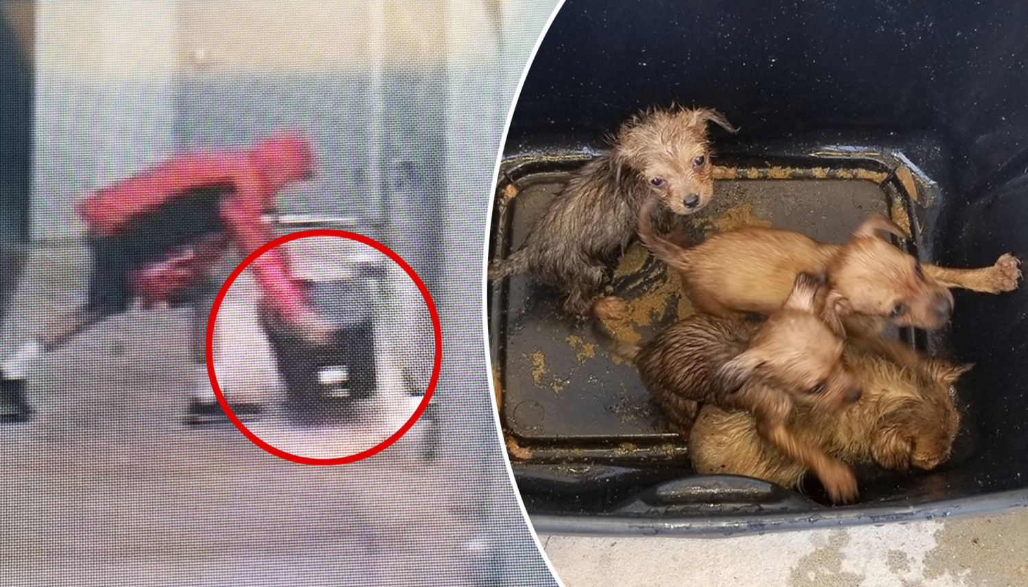 Un homme a été filmé en train d&rsquo;abandonner des chiots dans une boîte fermée, la police cherche à l&rsquo;identifier