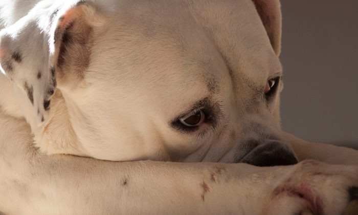 Un chien est laissé dans un refuge alors que sa famille est expulsée, mais une photo montrant sa tristesse lui permet de trouver un nouveau foyer