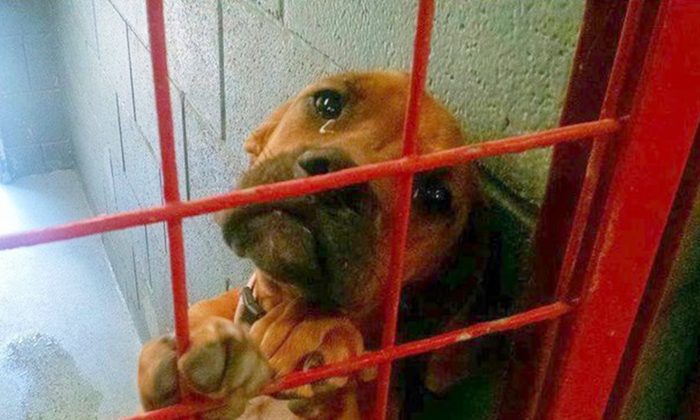 Un chien «pleure» tous les soirs en attendant d&rsquo;être enfin adopté, le refuge partage sa triste photo comme dernier espoir