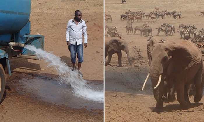 Rencontrez «l&rsquo;homme de l&rsquo;eau» qui apporte chaque jour des camions chargés d’eau pour des animaux assoiffés