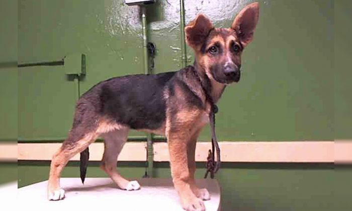 Un chiot de 3 mois pleure quand sa famille l’abandonne dans un refuge pour animaux