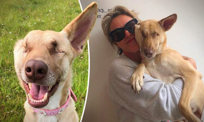 Une chienne maltraitée a reçu 17 coups de feu et est devenue aveugle, mais elle a survécu et est devenue un chien de thérapie