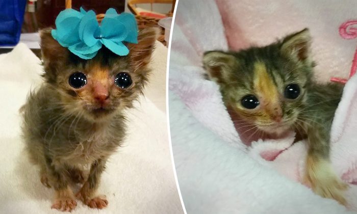 Un « mini chaton » sauvé de la mort est deux fois plus petit qu&rsquo;un chat normal