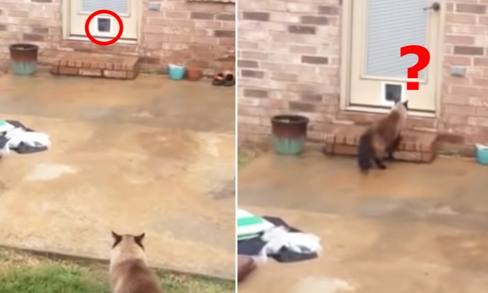 Un homme passe 1 heure et demie à construire une petite porte pour son chat, mais la façon dont ce dernier entre est hilarante