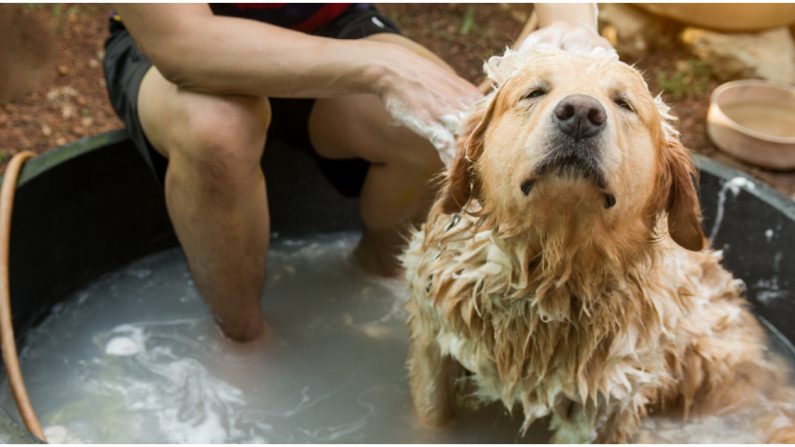 Un chien qui adore prendre son bain se détend comme s&rsquo;il était dans un spa – sa propriétaire lui offre ce plaisir de la vie