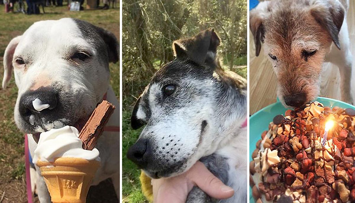 Steak et crème glacée pour les vieux chiens en phase terminale à l&rsquo;hospice des chiens en fin de vie