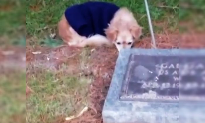 [Vidéo] Un chien pleure le décès de son ancien propriétaire et refuse de quitter sa tombe lorsque son nouveau propriétaire l&rsquo;appelle
