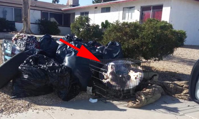 Des chiens effrayés restent en cage sur un trottoir parmi des déchets après l&rsquo;expulsion de leur propriétaire de sa maison