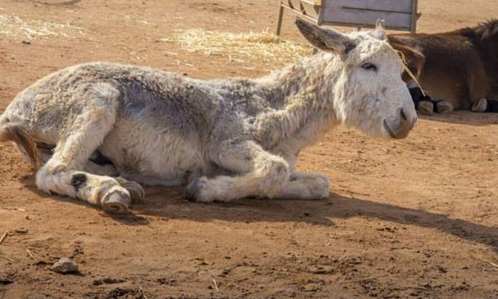 La vie d&rsquo;un âne maltraité était en jeu, jusqu&rsquo;à ce que 12.000 amis des animaux signent une PÉTITION pour le sauver