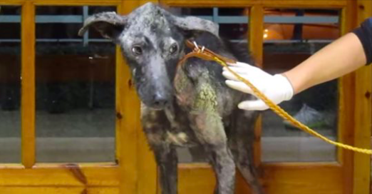 Une dame adopte un chien affamé pour lui permettre de mourir dans la dignité, mais l&rsquo;amour change son destin après 2 mois