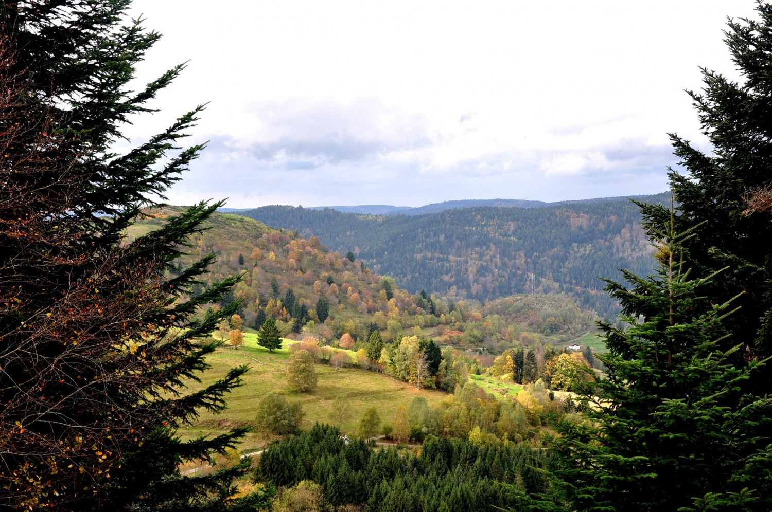 Vosges : des sapins meurent sur pied, tués par la sécheresse et la chaleur