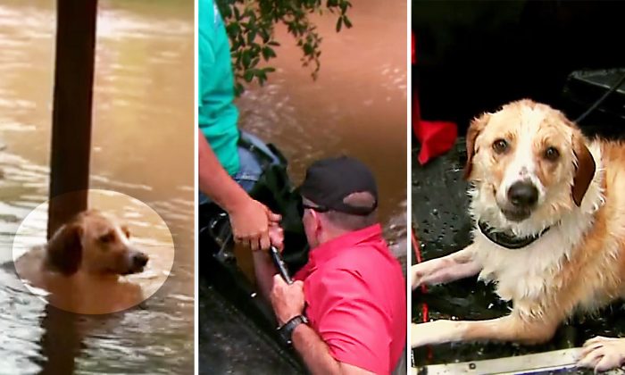 Vidéo : une équipe de journalistes sauve un chien enchaîné lors d&rsquo;une inondation – voici comment l&rsquo;histoire s’est terminée
