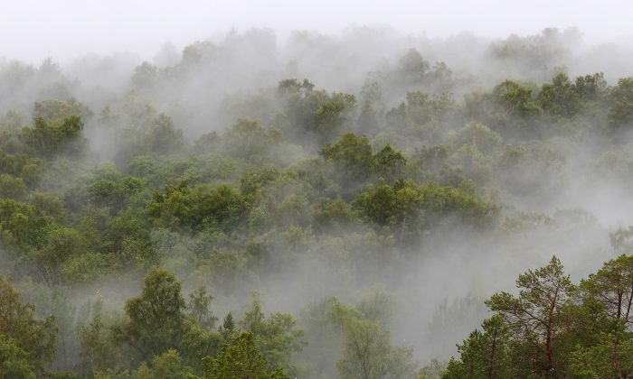 La politique de déforestation zéro fait de la Norvège la première nation à refuser tous les produits qui pourraient détruire la forêt tropicale