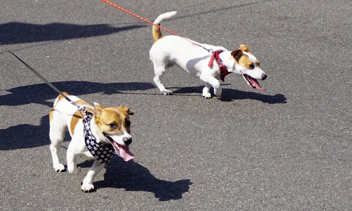 Un chien perd la vie après sa promenade habituelle, les vétérinaires lancent une sérieuse alerte à l&rsquo; « insolation » à l’intention des propriétaires d’animaux