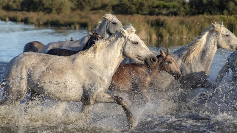 6 femmes risquent leur vie pour sauver 100 chevaux de la noyade lors d&rsquo;une inondation