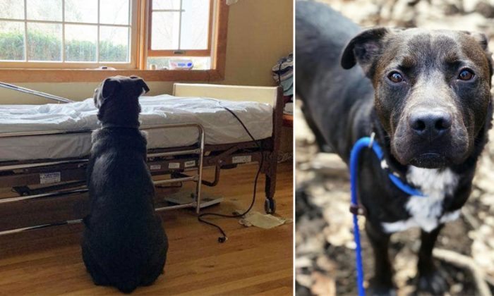 Une photo poignante d&rsquo;un chien en attente du retour de son propriétaire décédé attire l&rsquo;intérêt et lui obtient un nouveau foyer