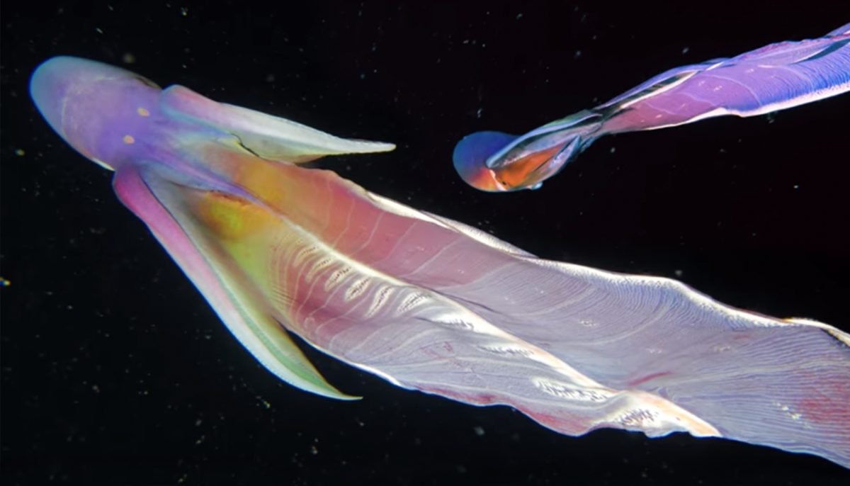 Des plongeurs filment « une pieuvre arc-en-ciel » iridescente sous l&rsquo;eau, les internautes sont conquis