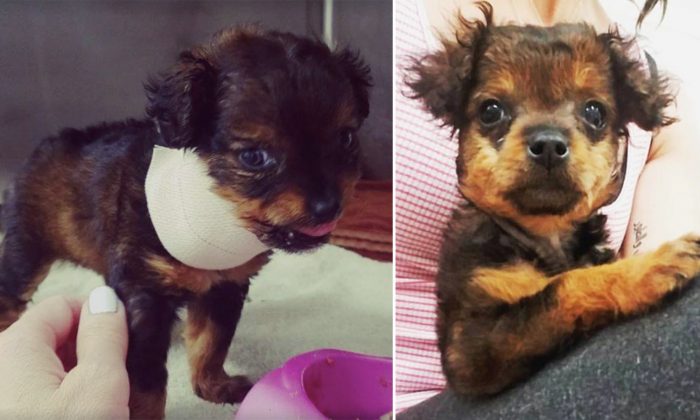 Une famille abandonne un chiot «paralysé» pour l&rsquo;euthanasier. Mais quelques heures plus tard, le vétérinaire voit un miracle