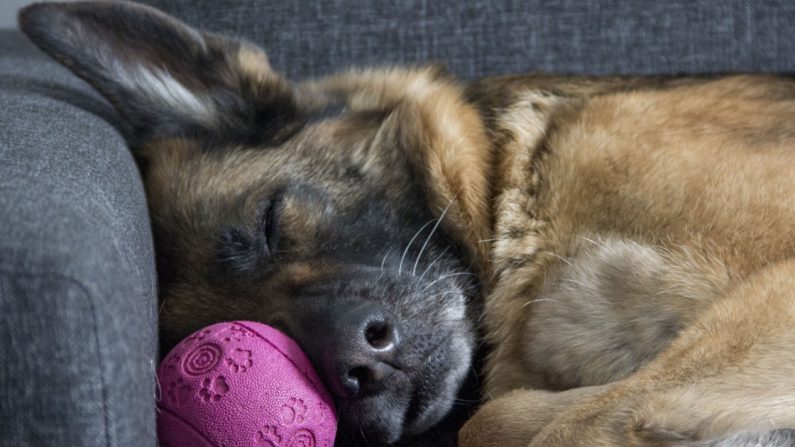 Un chiot expulsé de l&rsquo;Académie de police pour «mauvais comportement» trouve une mission qui lui convient parfaitement