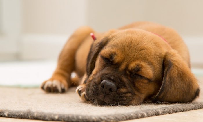 Les utilisateurs de Twitter s’offusquent d&rsquo;un message viral disant: «Les Blancs adorent les chiens parce qu’ils ne possèdent pas d’esclaves»