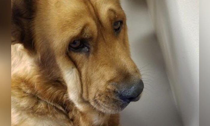 Un chien refusait de regarder qui que ce soit après la mort de son propriétaire. Tout a changé quand il a rencontré cet homme