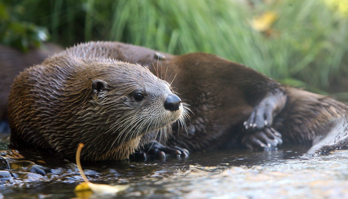 Une loutre meurt après avoir mangé de la nourriture jetée par un visiteur dans son enclos