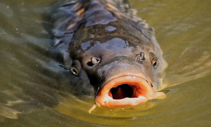 Il attrape la plus grosse carpe du monde après une bataille épuisante d&rsquo;une durée de 80 minutes