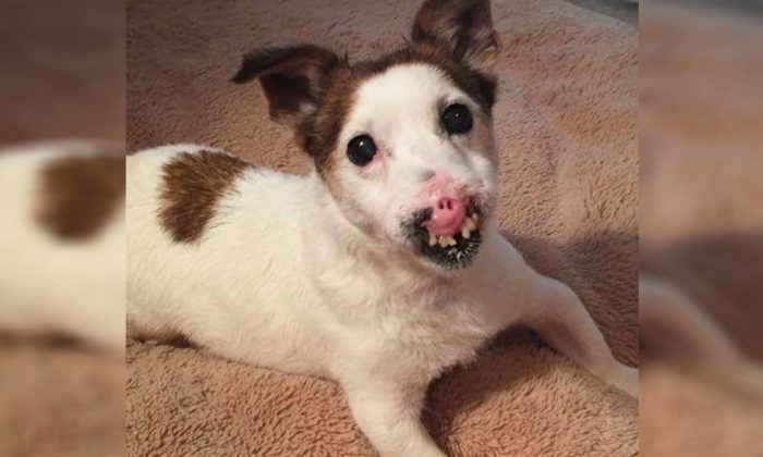 Une chienne errante âgée, née sans nez, trouve enfin une famille qui voit sa beauté