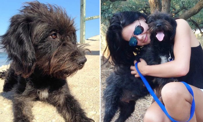 Une femme est harcelée par des hommes sur la plage jusqu&rsquo;à ce qu&rsquo;un chien errant la sauve d&rsquo;une attaque