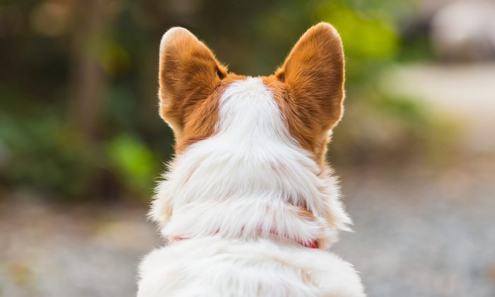 Un conducteur donne un coup de pied à un chien errant, et le même chien revient attaquer sa voiture avec des copains