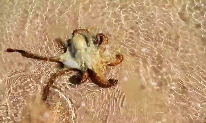 Ils sauvent une pieuvre échouée en la remettant à l&rsquo;eau – le lendemain, ils sont surpris par ce qu&rsquo;ils voient!
