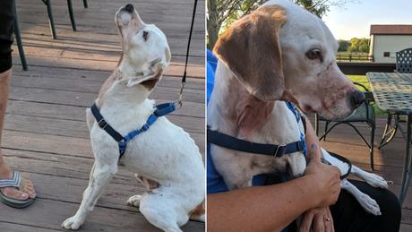 L&rsquo;histoire du chien trouvé avec le museau entouré d’un ruban adhésif et la gorge tranchée était un canular pour des soins vétérinaires gratuits