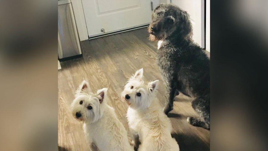 Une femme emmène ses trois chiens à un étang pour jouer – ils décèdent peu après à cause d&rsquo;une algue toxique