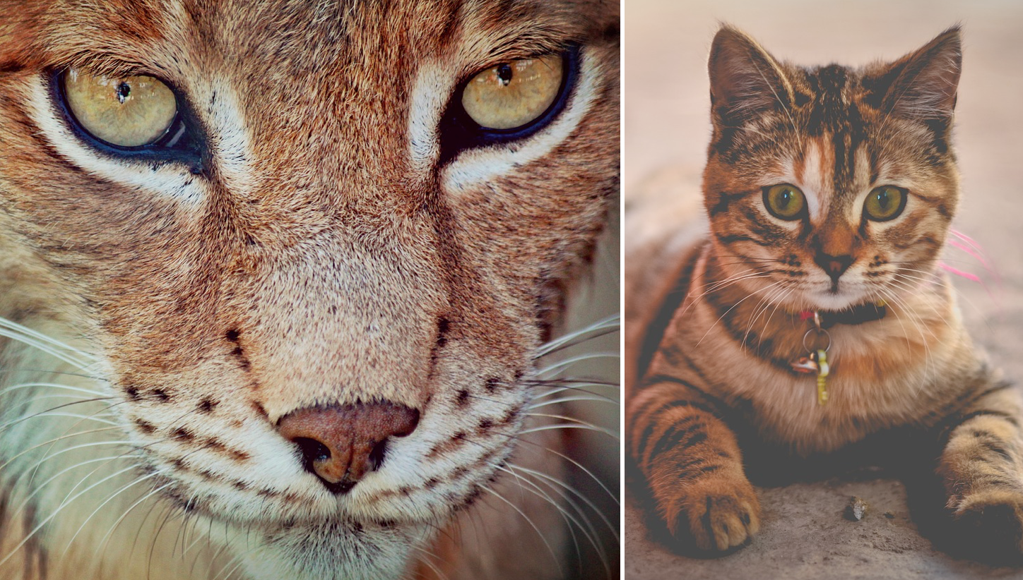 [Vidéo] Un chat était tombé dans l&rsquo;enceinte d&rsquo;un lynx – la réaction du félin a surpris tout le monde