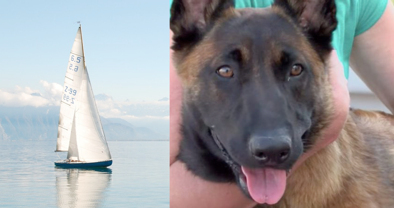Une chienne tombe d&rsquo;un bateau lors d&rsquo;un voyage en famille et entreprend un périple de 30 km pour retrouver ses propriétaires