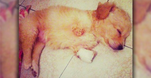 Un chiot handicapé a été jeté et laissé pour mort, puis un vétérinaire lui donne une deuxième chance de vivre