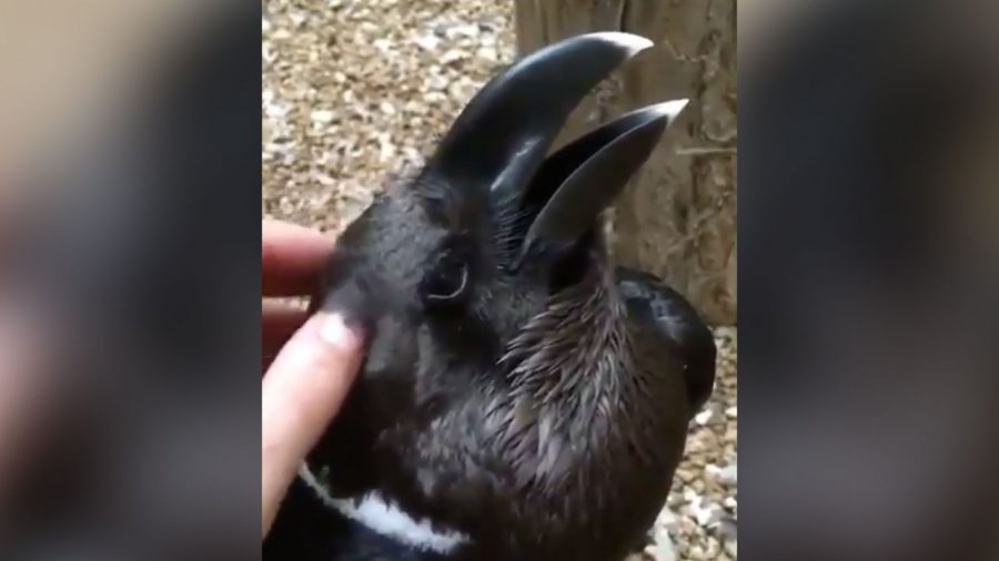 Est-ce un corbeau ou un lapin ? Cette illusion d&rsquo;optique d&rsquo;un animal crée de la confusion sur Internet
