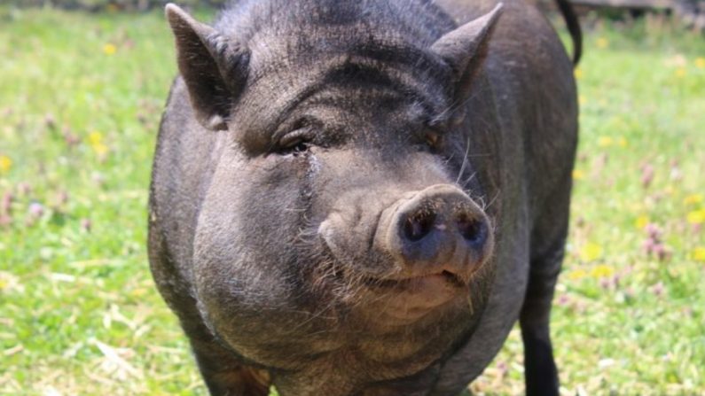 Sauvé de l&rsquo;abattoir, ce cochon est adopté par une meute de chiens et se prend bientôt pour l&rsquo;un d&rsquo;eux