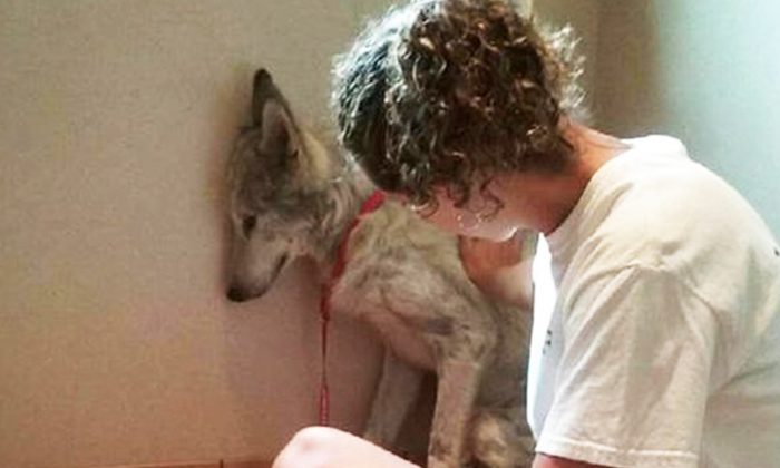 Ce chien-loup malade avait si peur qu&rsquo;il se cachait et restait à l&rsquo;écart jusqu&rsquo;à ce qu&rsquo;il rencontre un nouvel ami