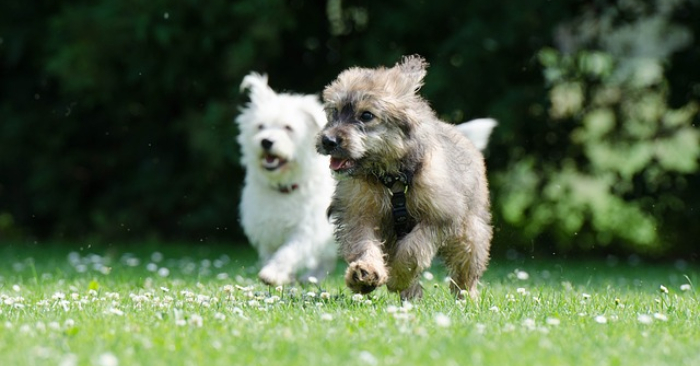 Un jeune homme est hospitalisé – ses chiens parcourent des kilomètres pour l&rsquo;attendre à la porte