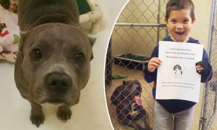 Un enfant de 4 ans apprend qu&rsquo;il ne peut pas adopter de pitbull, alors il a une idée géniale