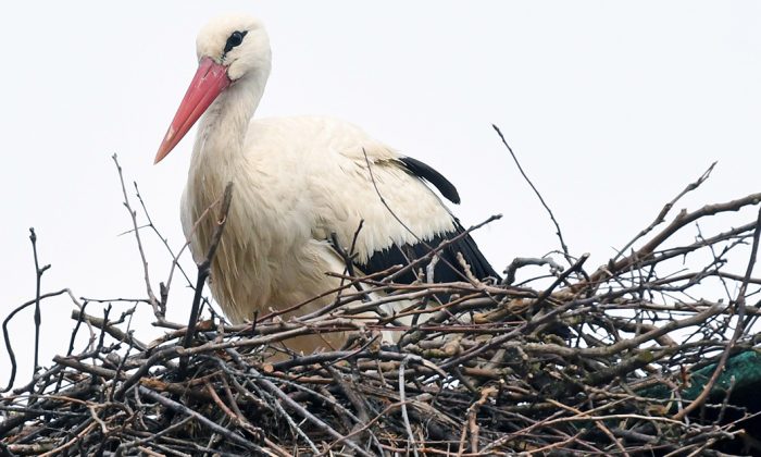 L’histoire d’amour entre un vieil homme et Malena, la cigogne qu&rsquo;il a sauvée