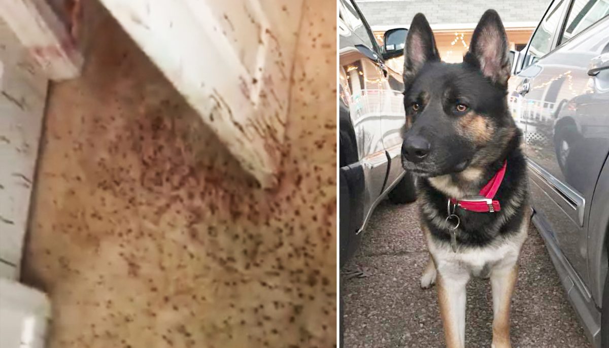 Ce berger allemand sauve la maison de ses maîtres en leur absence en donnant une terrible leçon à un voleur