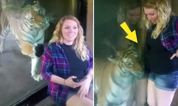 Une maman enceinte prend un selfie avec un tigre, regardez le moment où il voit son ventre maternel proéminent