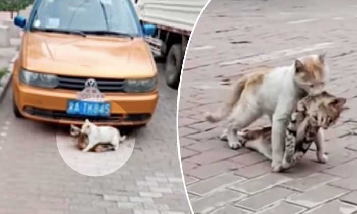 Moment émouvant, ce chat errant refuse d’abandonner derrière lui son compagnon mort