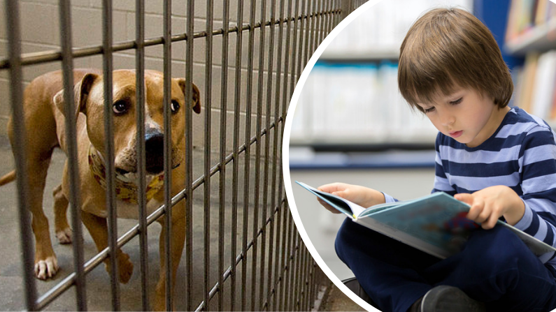 Un enfant atteint d&rsquo;autisme arrive à calmer un pitbull agressif en lui lisant des histoires