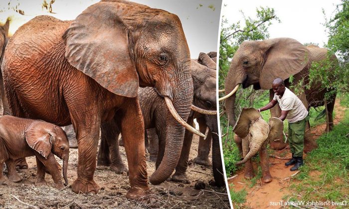 Une mère éléphante orpheline amène ses bébés en visite surprise pour rencontrer la famille humaine qui l&rsquo;avait sauvée