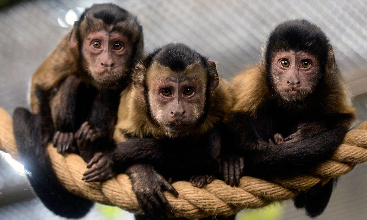 Un singe s&rsquo;est fait une petite frayeur après avoir frappé la vitre de son enclos avec une pierre