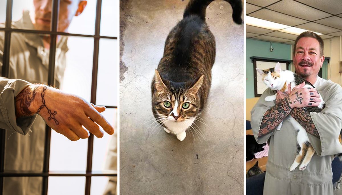 Des chats maltraités trouvent un foyer en prison dans le cadre d&rsquo;un programme qui aide les détenus à apprendre à montrer de l’affection